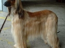 Afghan Hound