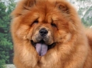 Chow Chow