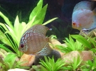 Discus