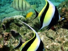 Moorish Idol