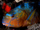 Parrotfish