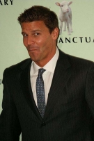 David Boreanaz Picture 1