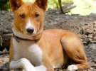 Basenji