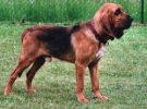 Bloodhound