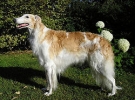 Borzoi (Russian Wolfhound)