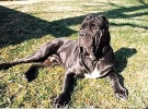 Napolitan Mastiff