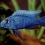 African Cichlids