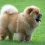 Chow Chow