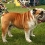 English Bulldog