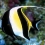 Moorish Idol