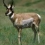 Pronghorn Antelope