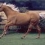 Quarterhorse