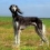 Saluki