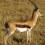 Thomson's Gazelle