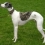 Whippet