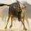 Wildebeest