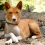 Basenji