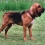 Bloodhound