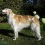 Borzoi (Russian Wolfhound)