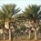 Date Palm