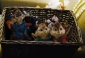 alvin_and_the_chipmunks_picture.jpg