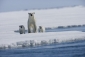 arctic_tale_image.jpg