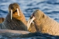 arctic_tale_image1.jpg