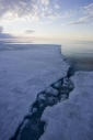 arctic_tale_img.jpg