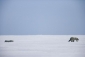 arctic_tale_photo.jpg