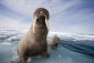 arctic_tale_photo1.jpg
