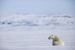 arctic_tale_pic.jpg