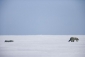 arctic_tale_picture.jpg
