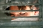 captivity_picture.jpg