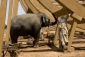 evan_almighty_pic.jpg