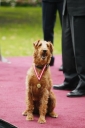 firehouse_dog_photo1.jpg