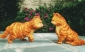 garfield__a_tail_of_two_kitties_image1.jpg