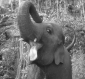 george_of_the_jungle_pic.jpg
