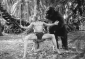 george_of_the_jungle_picture.jpg