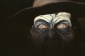 jeepers_creepers_img.jpg