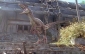 jurassic_park_iii_image.jpg