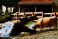 lake_placid_picture.jpg