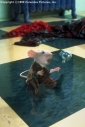 stuart_little_image.jpg