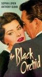 the_black_orchid_image.jpg