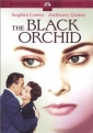 the_black_orchid_pic.jpg