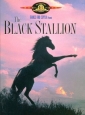 the_black_stallion_photo1.jpg