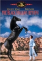 the_black_stallion_returns_photo1.jpg
