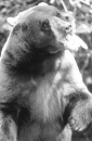 the_jungle_book_image.jpg