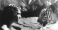 the_jungle_book_photo.jpg