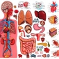 How does the body keep itself working properly?