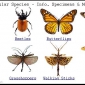 What are arthropods?